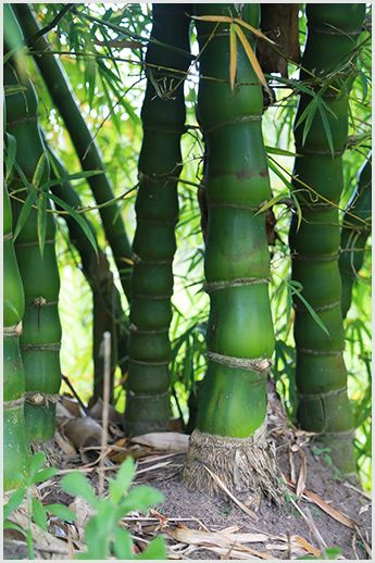 Bamboo stalks growing sustainably, representing bamboo's low environmental impact.